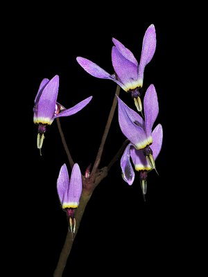 Padre's Shooting Star, Primula clevelandii