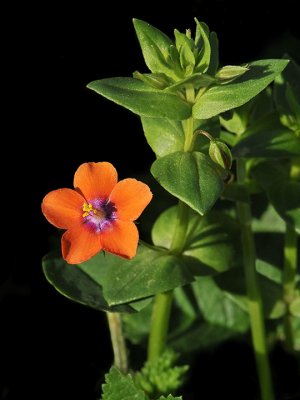 Scarlet Pimpernel, Anagallis arvensis