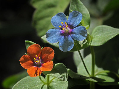 Scarlet Pimpernel, Anagallis arvensis