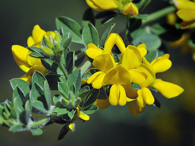 French Broom, Genista monspessulana