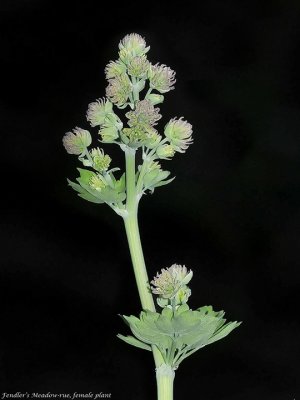 Meadow-Rue, Thalictrum fendleri, female plant