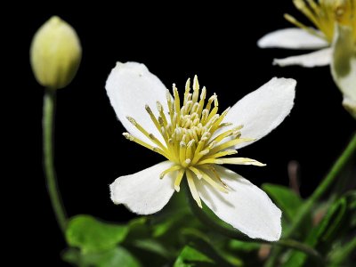 Pipestem Clematis, Clematis lasiantha