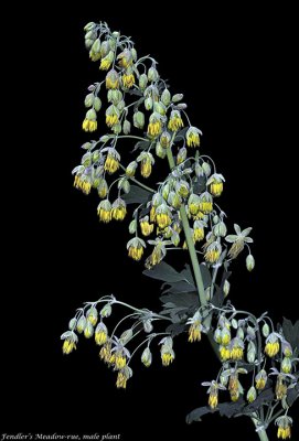 Meadow-rue, Thalictrum fendleri, male plant