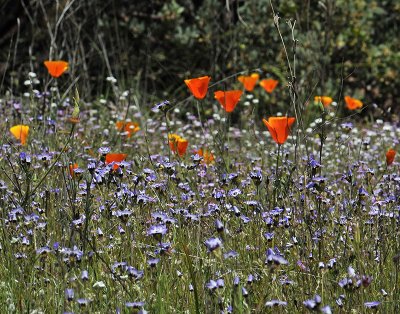 Blue-eyed Grass, Poppies and Popcorn Flower, Edgewood