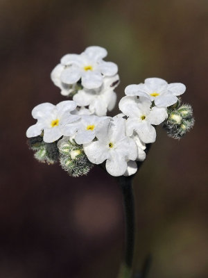 Popcornflower, Plagiobothrys nothofulvus