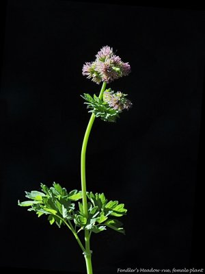 Meadow-rue, Thalictrum fendleri, female plant