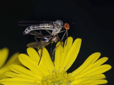 Empididae: Dance Flies