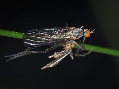 Dance Fly, Empis sp, male 