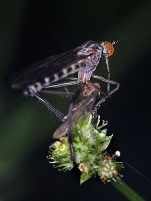 Dance Fly, Empis sp, male