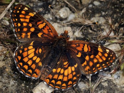 Northern Checkerspot, male