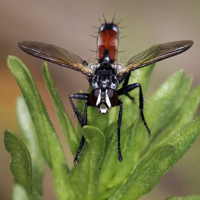 Tachina Fly, Cylindromyia intermedia