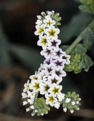 Salt Heliotrope, Heliotropium curassavicum