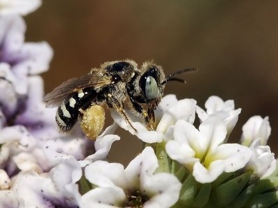 Mining Bee, Andrenidae