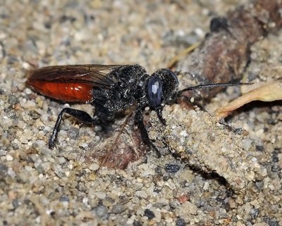 Astatine Sand Wasp, female