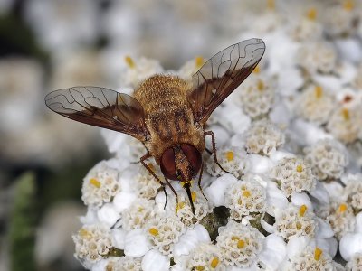 Bee Fly, Paravilla fulvicoma