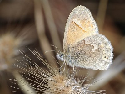 Common Ringlet