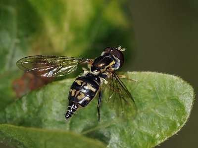 Syrphid Fly, Toxomerus occidentalis, female