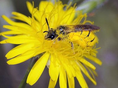 Sweat Bee, Lasioglossum sp