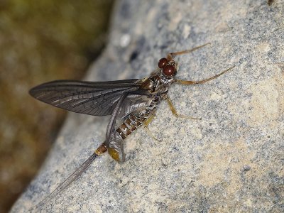 Spiny Crawler Mayfly