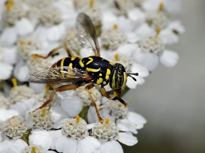 Syrphid Fly, Spilomyia interrupta, male