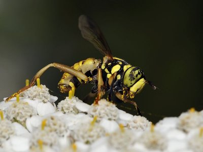 Syrphid Fly, Spilomyia interrupta, male