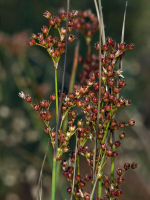 Sedge Grass, Carex sp