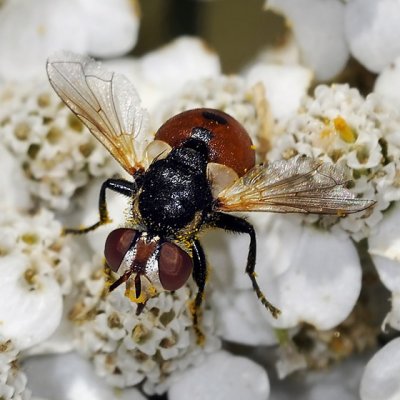 Tachina Fly, Gymnosoma sp