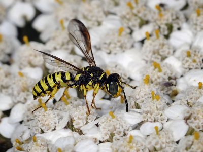 Beetle Wasp, Eucerceris provancheri