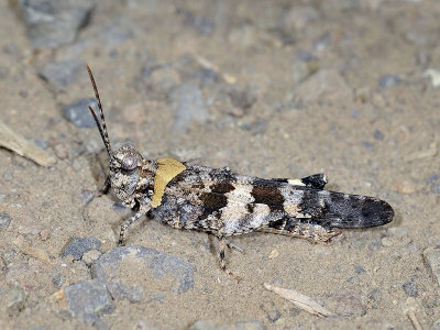 Fontana Grasshopper, Trimerotropis fontana