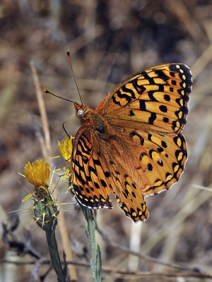 Crown Fritillary, male