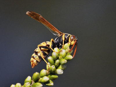 Wasps and Sawflies: Order Hymenoptera