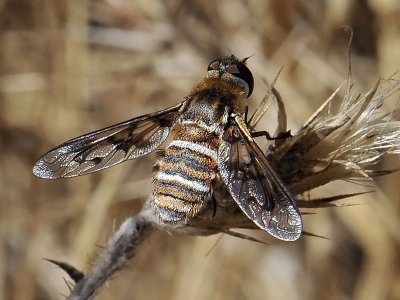 Bee Fly, Exoprosopa doris