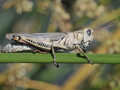 Differential Grasshopper, female
