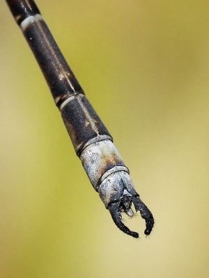 Male Cal Spreadwing, segments 7-10 + appendages