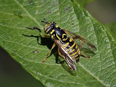 Syrphid Fly, Spilomyia interrupta, female
