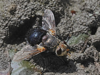 Tachina Fly, Archytas sp
