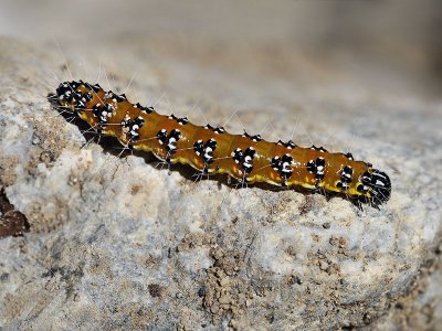 Genista Broom Moth caterpillar