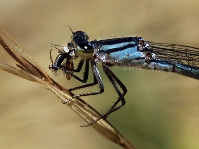 Tule Bluet, female w/prey