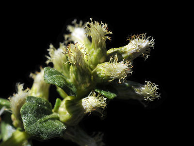 Coyote Brush, Baccharis pilularis, female plant