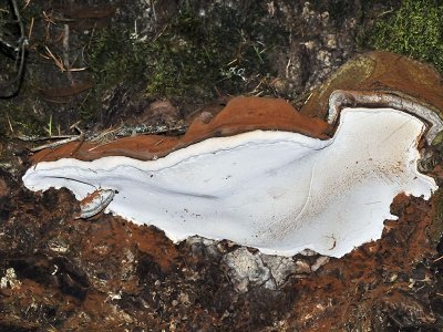 Fungus, Horseshoe Lake