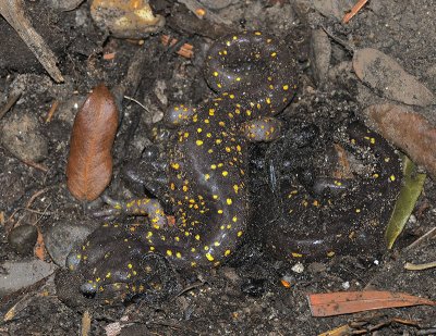 Arboreal Salamander, Aneides lugubris