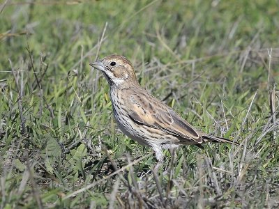 Lark Bunting