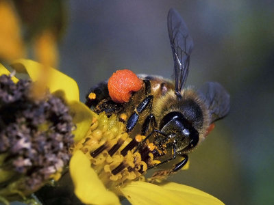 Honey Bee with orange pollen