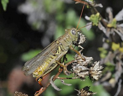 Differential Grasshopper, male