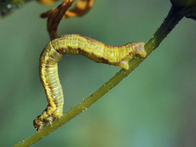 Geometer Moth larva
