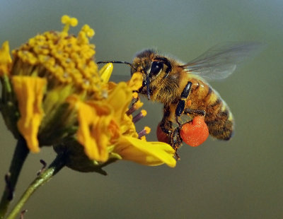 Honey Bee packin' pollen