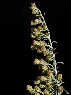 California Sagebrush, Artemisia californica