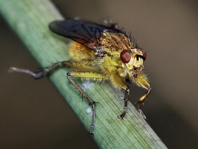 Golden Dung Fly