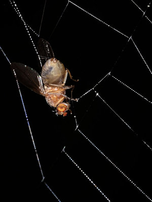 fruit fly in the web of an orbweaver