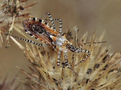 Assassin Bug, Pselliopus spinicollis